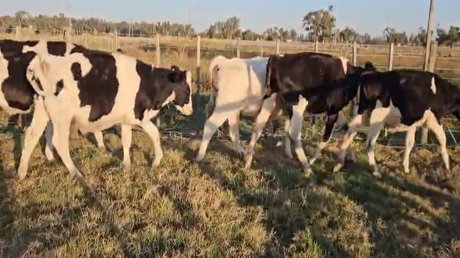 Lote 8 Novillitos en Bolívar