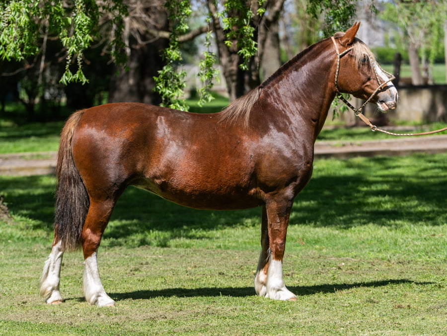Lote Desobediente Zorrita