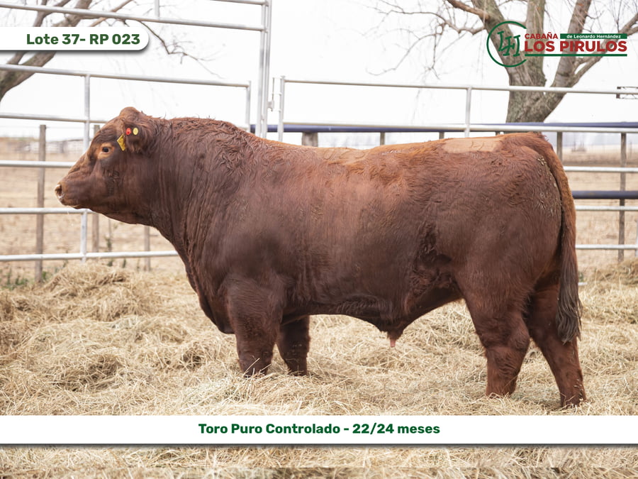 Lote TOROS PUROS CONTROLADOS - 22/24 meses