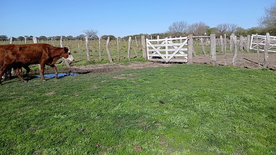 Lote 17 Vacas nuevas C/ cria