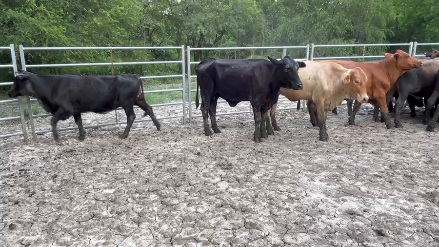 Lote 45 Vacas de invernar en Formosa, Formosa