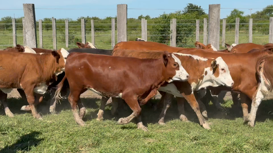 Lote 119 Terneras en Corrientes, Mercedes