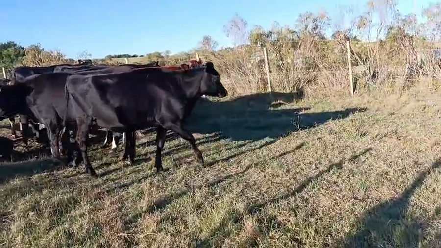 Lote 11 Vaquillonas  a remate en Pantalla Camy - Aniversario 31 Años, San José