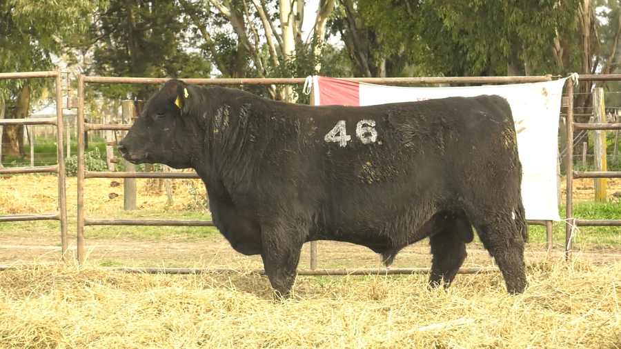 Lote TOROS ANGUS NEGROS  PC