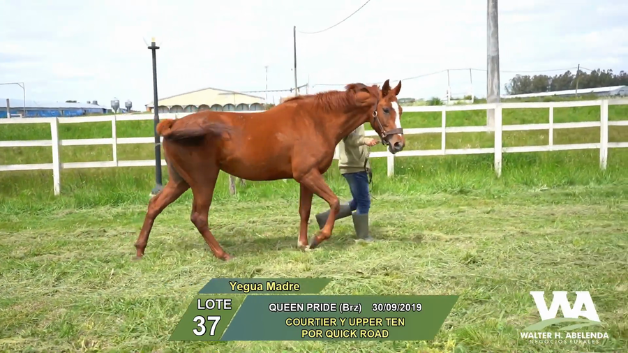 Lote QUEEN PRIDE (Brz)