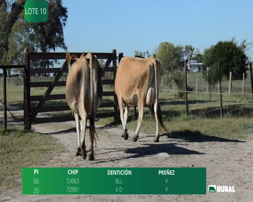 Lote VACAS EN PRODUCCIÓN  PI
