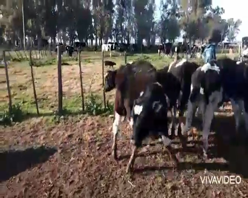 Lote 15 Novillitos en Gral. Paz, Buenos Aires