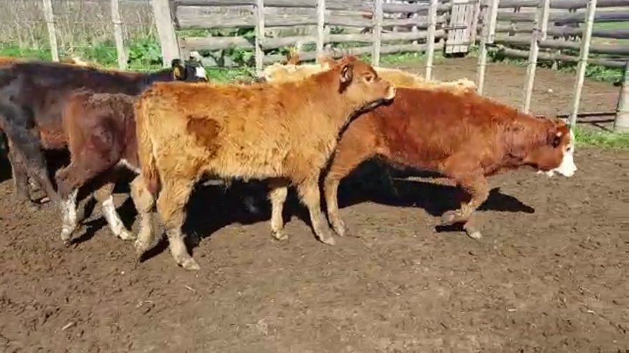 Lote 13 Terneros y Terneras ANGUS a remate en PANTALLA CAMY - SAN JOSE  1500 VACUNOS 130kg - , San José