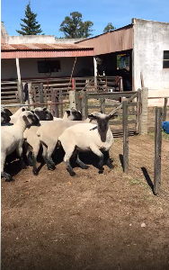 Lote 1 Borrego diente de leche a elegir