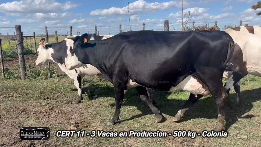 Lote 3 Vacas en produccion en Ombúes Lavalle, Colonia