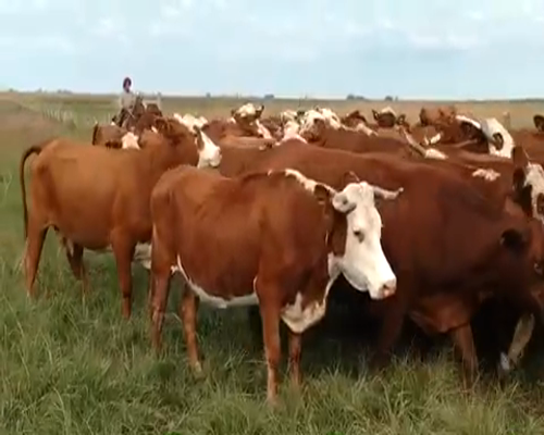 Lote 50 Vacas de invernar en Esquina, Corrientes