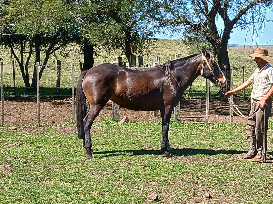 Lote Yegua zaina mansa
