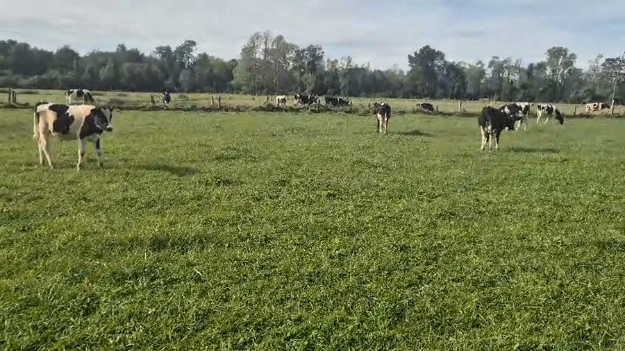 Lote 143 Ternero en Freire, IX Región Araucanía