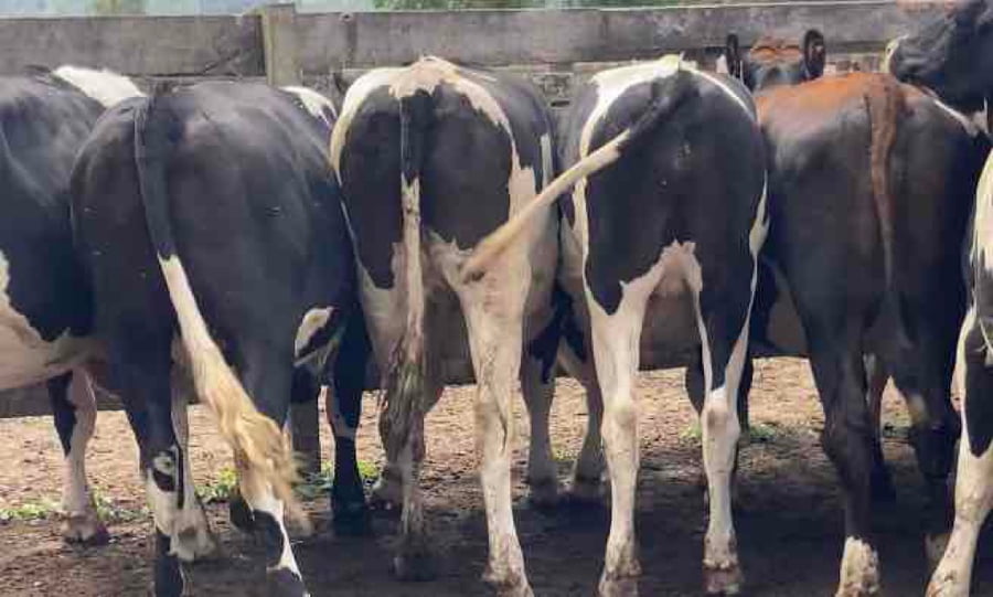 Lote 20 Novillo Gordo en XIV Región Los Ríos, Los Lagos