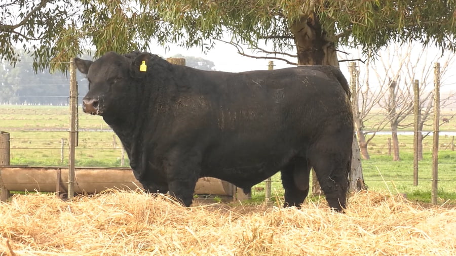 Lote TOROS PUROS POR CRUZA