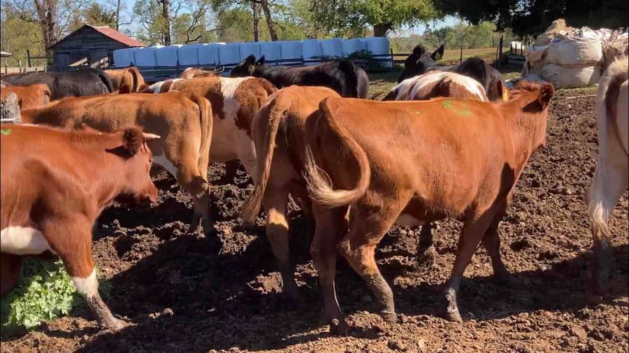 Lote 26 Vaquilla Engorda en Frutillar, X Región Los Lagos