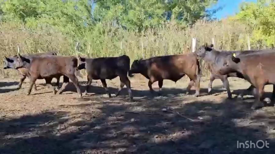 Lote 107 Terneros