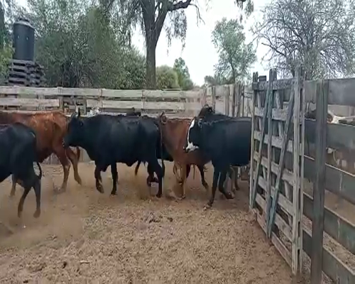 Lote 35 Vacas de invernar en Monte Quemado, Santiago del Estero