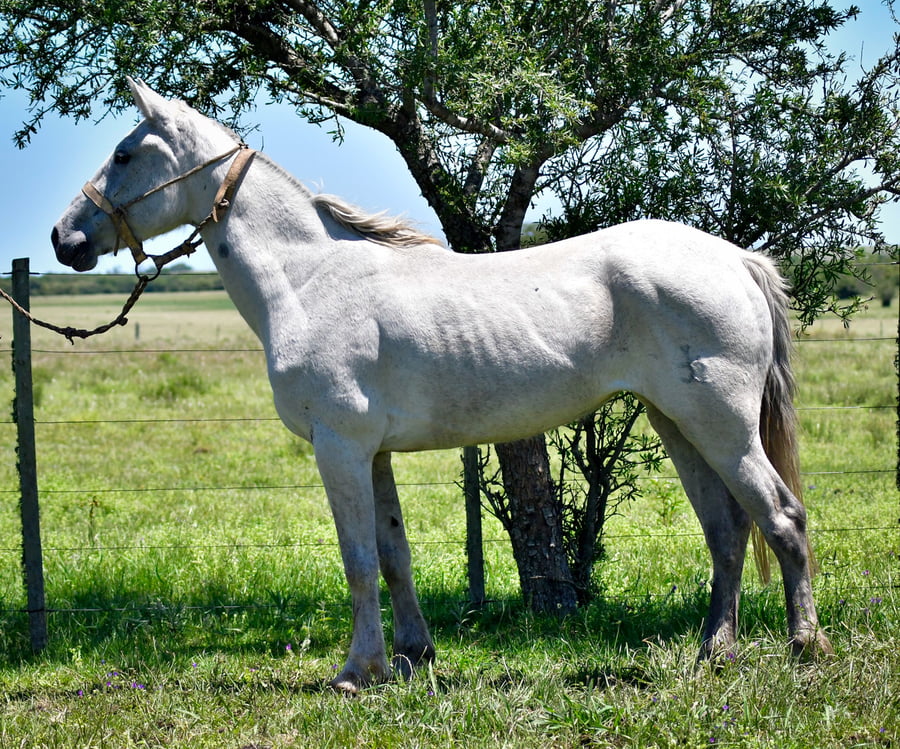 Lote Maruja La Garrapata
