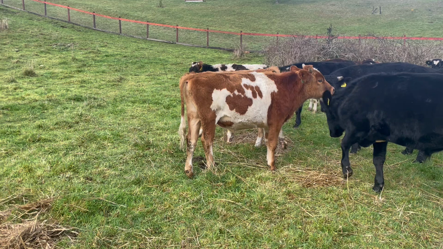 Lote 40 Novillo Engorda en Puerto Varas, X Región Los Lagos