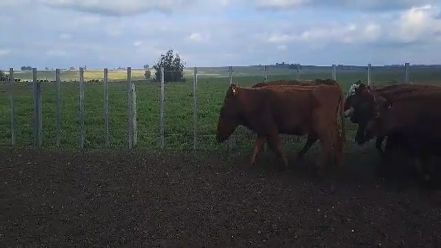 Lote 8 VIENTRES ENTORADOS