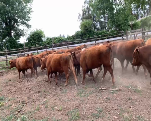 Lote 24 Ternero en Pelarco, VII  Región Maule