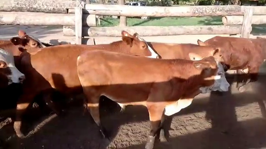 Lote 260 Novillitos en Margarita Belén, Chaco