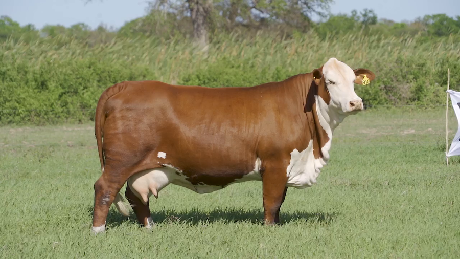 Lote VAQUILLA BRAFORD