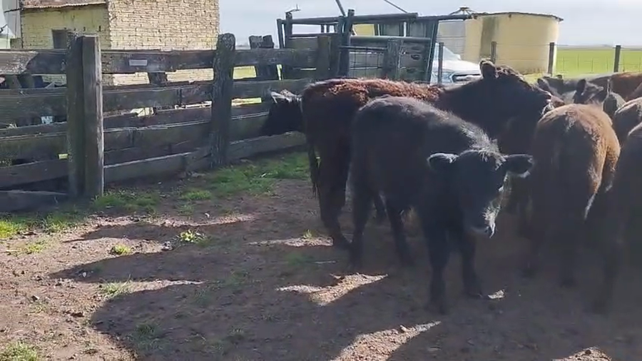 Lote 22 Terneros/as en Tres Arroyos