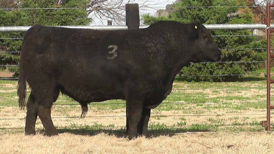 Lote TOROS ANGUS PC