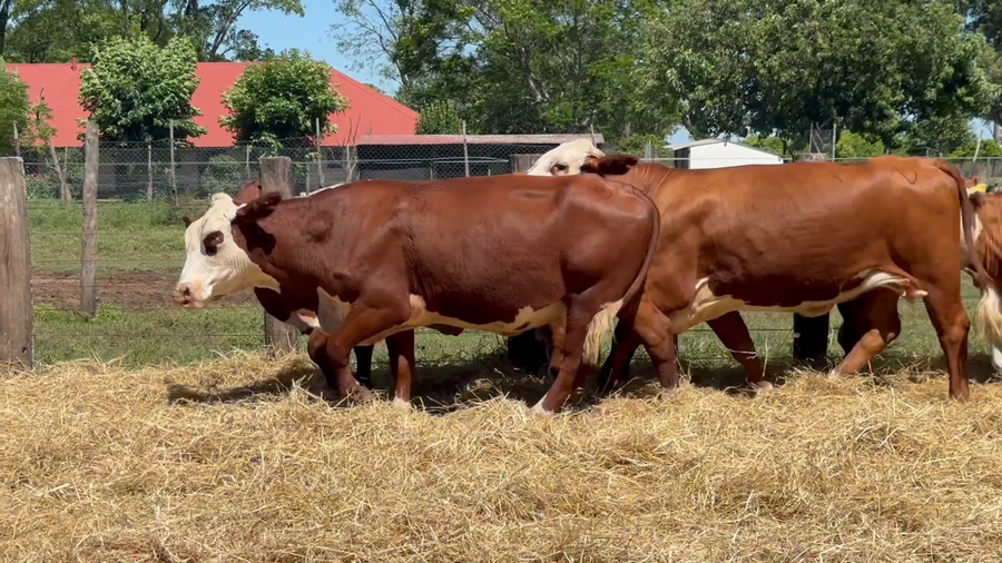 Lote 12 Vacas con Cría