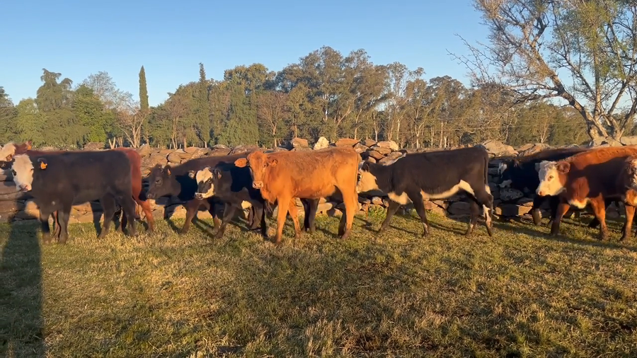Lote Vaquillonas 1-2 años