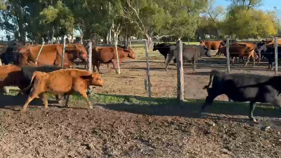 Lote 60 Terneros/as en Azul