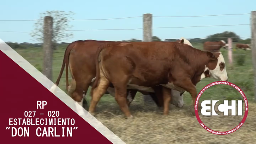 Lote VAQUILLAS PREÑADAS BRAFORD CABAÑA DON CARLIN