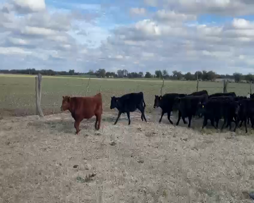 Lote 75 terneras - Arizona Pcia San Luis