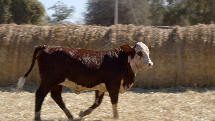 Lote HEMBRAS Remate Nucleo Genbra