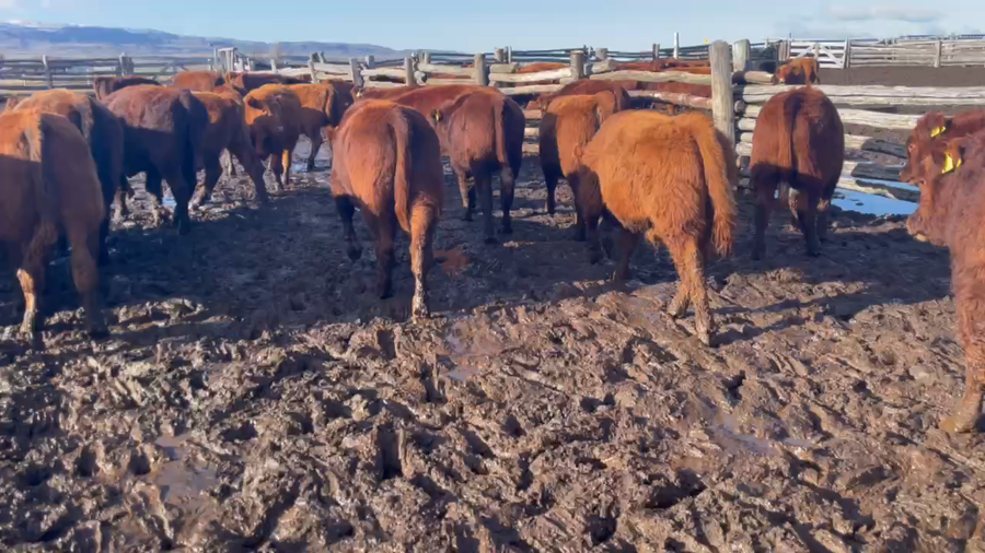 Lote 32 Ternero en Coyhaique, XI Región Aysén