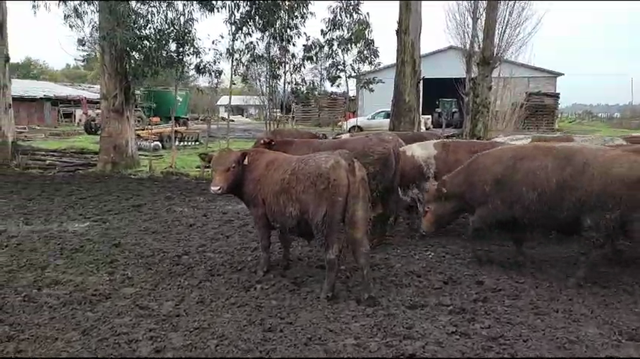 Lote 19 Novillo Gordo en Los Ángeles, VIII Región Biobío