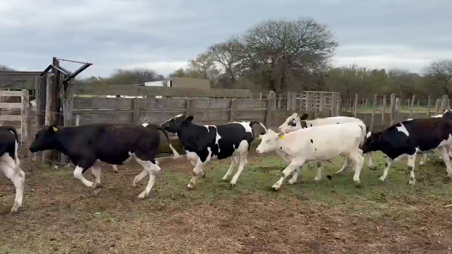 Lote 64 Novillitos Holando en Las Varas, Córdoba
