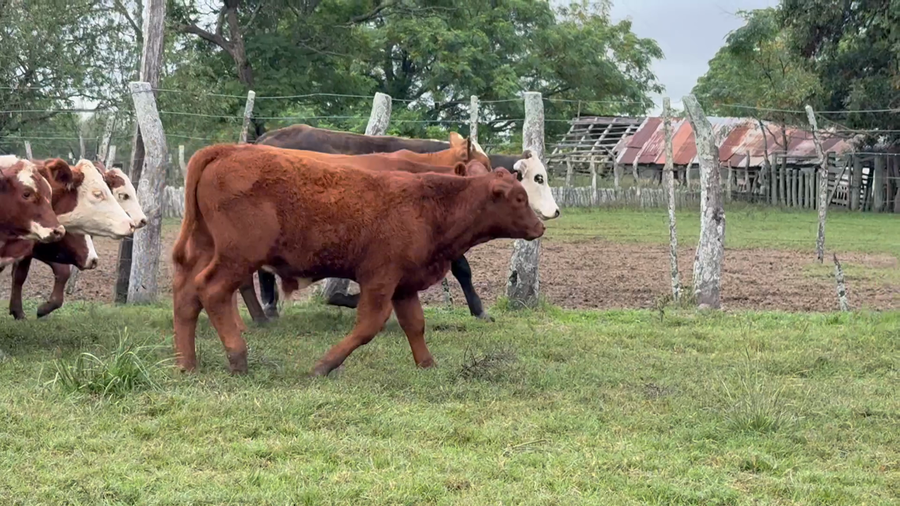 Lote 51 Terneros en Corrientes, Curuzú-Cuatiá