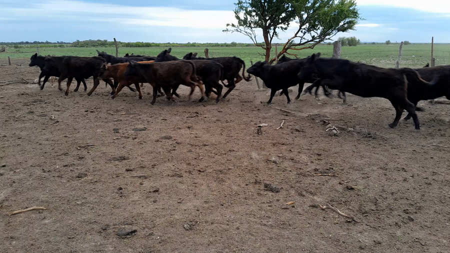 Lote 30 Terneras Brangus en Gdor. Crespo, Santa Fe