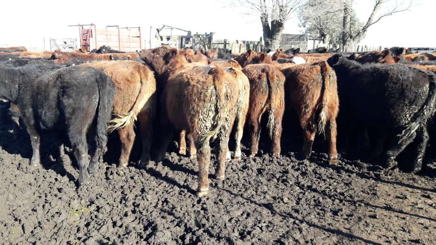 Lote 65 Terneros en Gral. Lamadrid, Buenos Aires