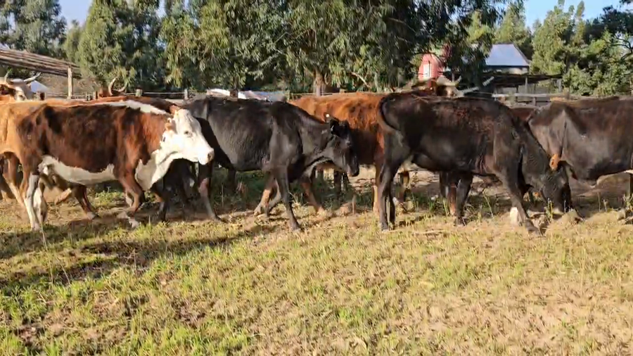 Lote 34 Vacas de invernar