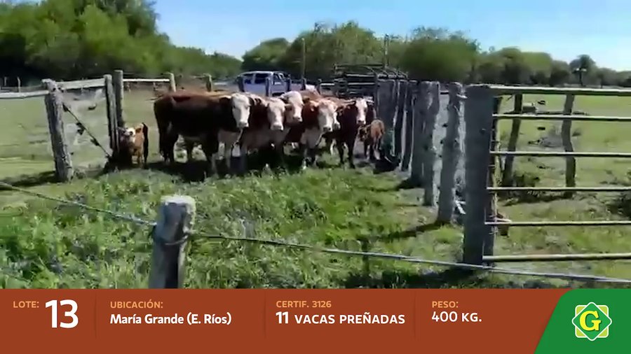 Lote Vacas preñadas en Maria Grande