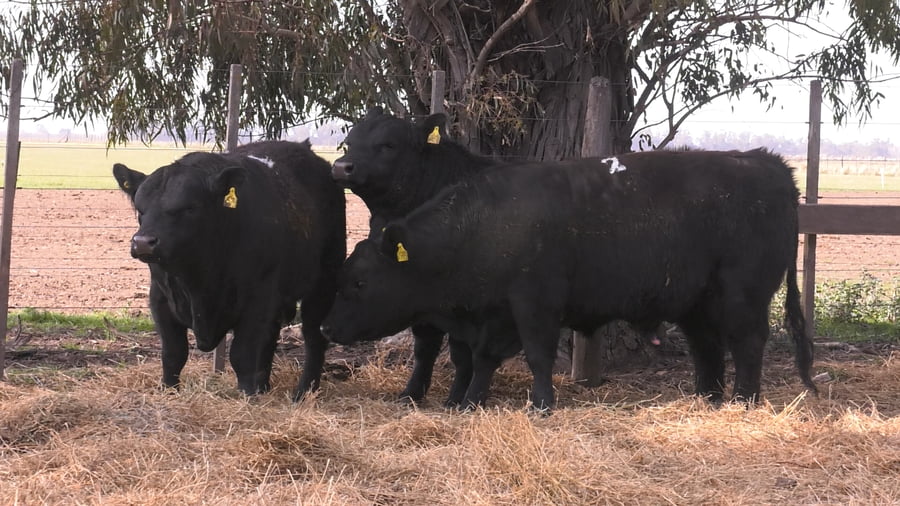 Lote TOROS PUROS POR CRUZA 