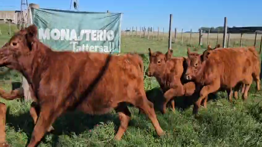Lote 75 Terneros/as en Buenos Aires, Bolívar