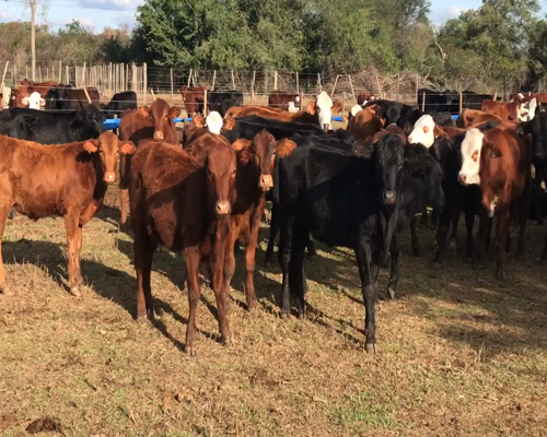 Lote 120 Terneros/as en Gral. Lucio V. Mansilla, Formosa
