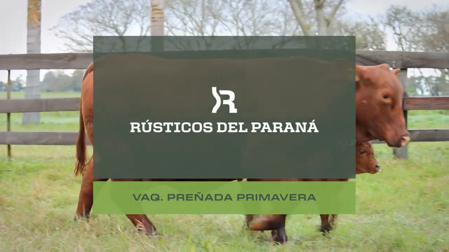 Lote VAQUILLONAS PREÑADAS