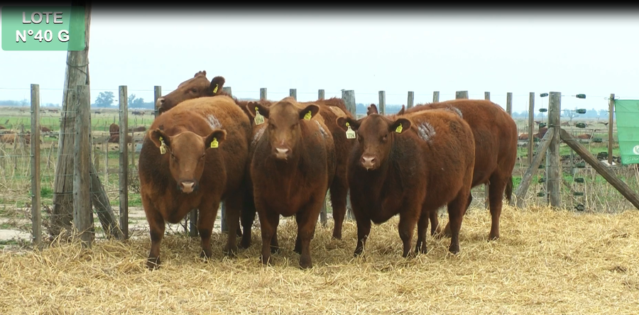 Lote VAQUILLONAS GENERALES 15 MESES - PREÑADAS - PARICION PRIMAVERA