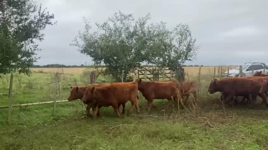 Lote 70 TERNS. MACHOS Y HEMBRAS, GRAL. BELGRANO, PCIA DE BS. AS